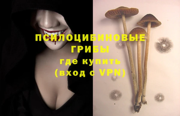 прущие грибы Абинск